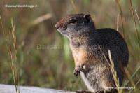 048 Ground squirrell IMG 0343